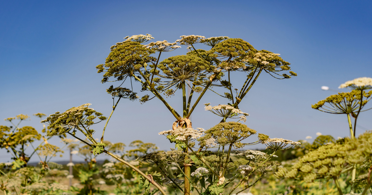 АФС помогла выявить 200 га, пораженных борщевиком Сосновского
