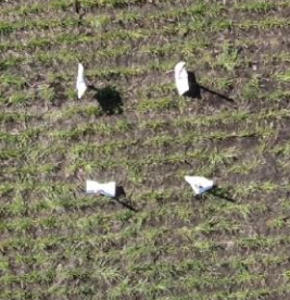 Аэрофотоснимок с БПЛА в формате RGB 1