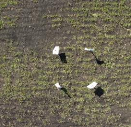 Аэрофотоснимок с БПЛА в формате RGB 3