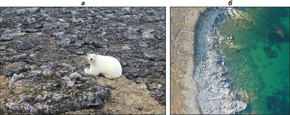 Рис.2. Белый медведь на о. Фирнлея (а) и подводные камни у мыса Вильда (б)